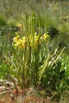 Yellow Pitcherplant