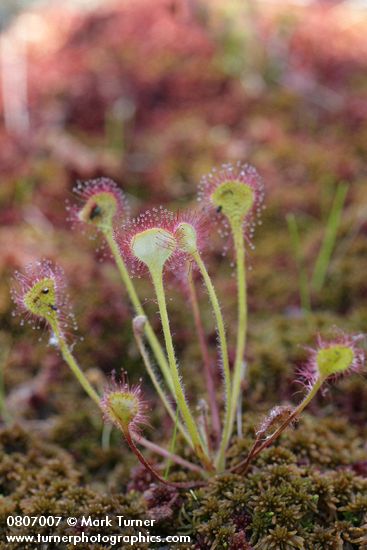 Drosera rotundifolia