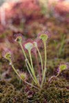 Roundleaf Sundew