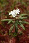 Labrador Tea against Sphagnum moss soft bkgnd