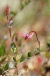 Bog Cranberry blossom & foliage