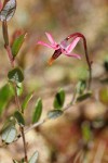 Bog Cranberry blossom & foliage