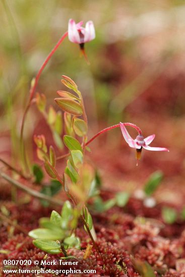 Vaccinium oxycoccos