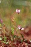 Bog Cranberry