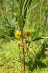 Tufted Loosestrife