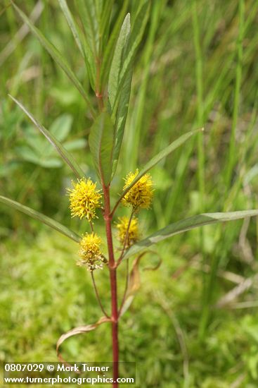 Lysimachia thyrsiflora