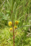 Tufted Loosestrife