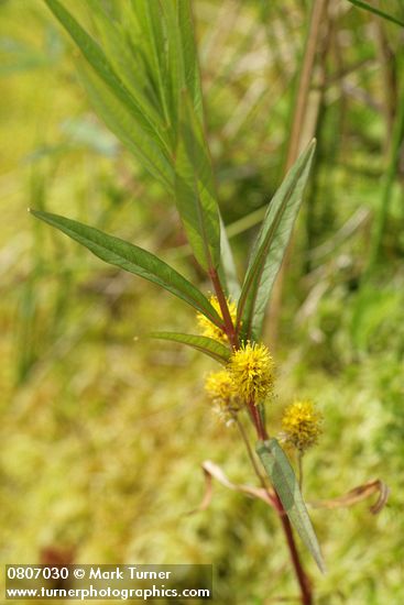 Lysimachia thyrsiflora
