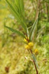 Tufted Loosestrife