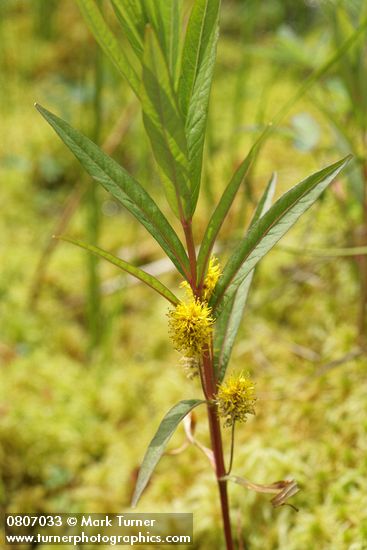 Lysimachia thyrsiflora