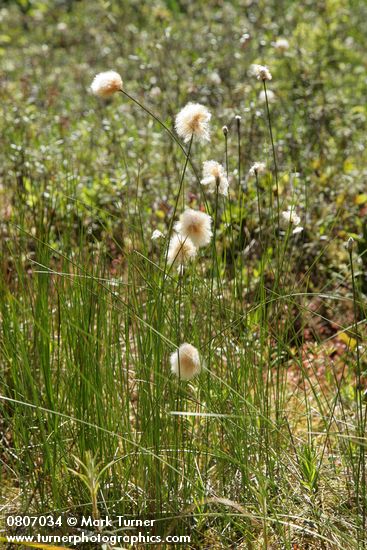 Eriophorum chamissonis