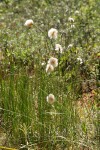 Russet Cotton-grass