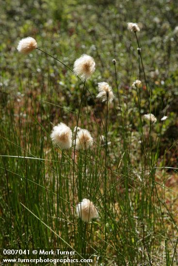 Eriophorum chamissonis