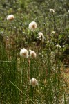Russet Cotton-grass