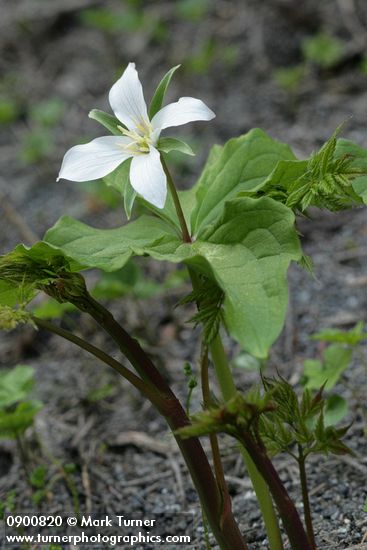 Trillium ovatum