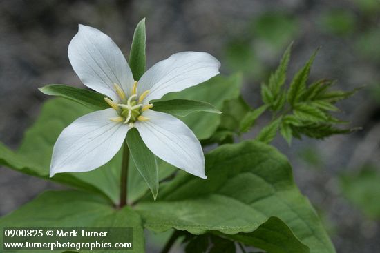 Trillium ovatum