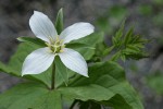 Western White Trillium (4-petal form)