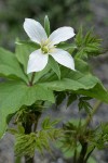 Western White Trillium (4-petal form)