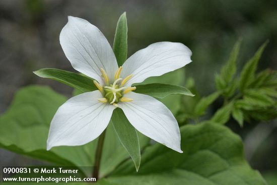 Trillium ovatum