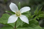 Western White Trillium (4-petal form)