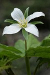 Western White Trillium (4-petal form)