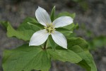 Western White Trillium (4-petal form)