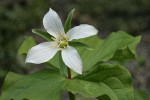 Western White Trillium (4-petal form)