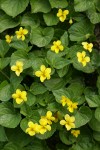 Smooth Yellow Violets