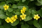 Smooth Yellow Violets