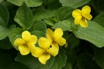 Smooth Yellow Violets