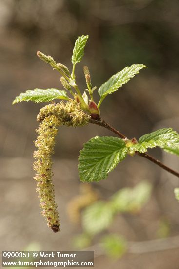 Alnus viridis ssp. sinuata