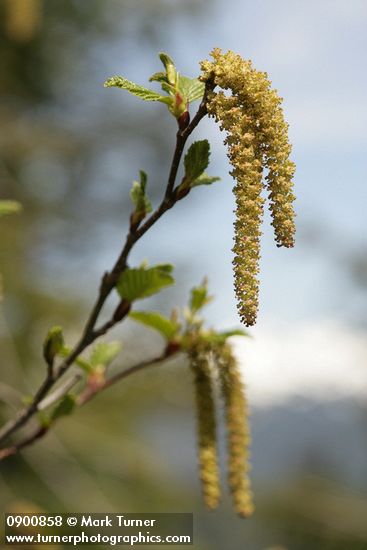 Alnus viridis ssp. sinuata