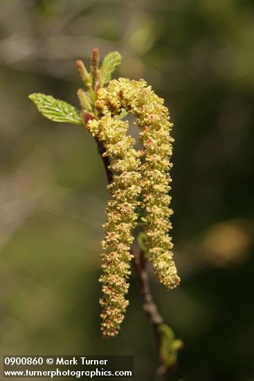 Alnus viridis ssp. sinuata