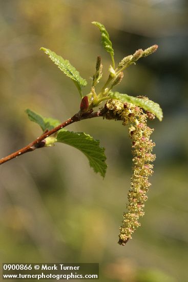 Alnus viridis ssp. sinuata