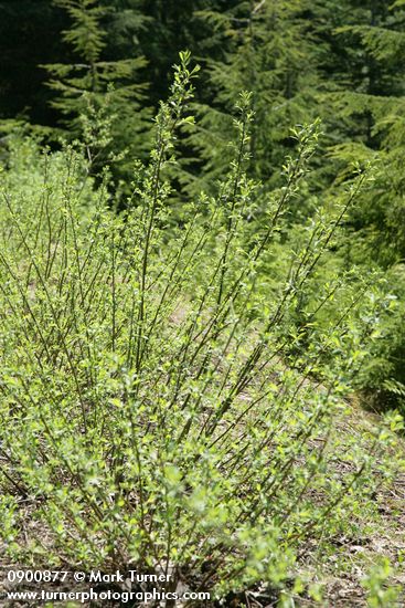 Salix commutata