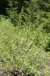 Variable (Undergreen) Willow