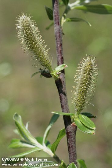 Salix commutata