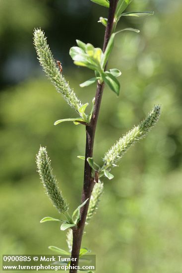 Salix commutata