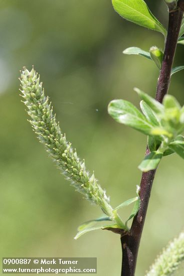 Salix commutata