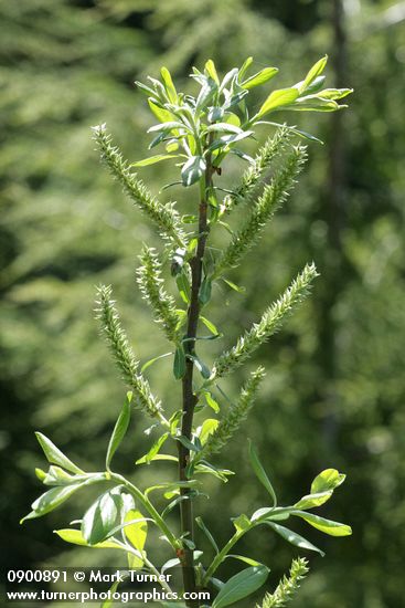 Salix commutata