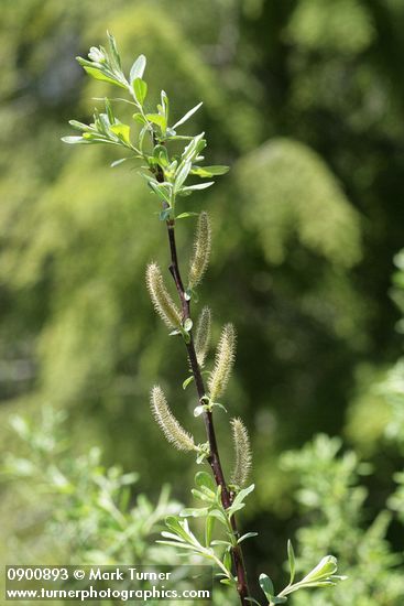 Salix commutata