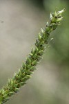 Variable (Undergreen) Willow female catkin detail