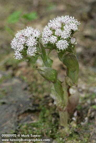 Petasites frigidus