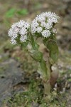 Coltsfoot