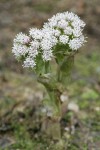 Coltsfoot