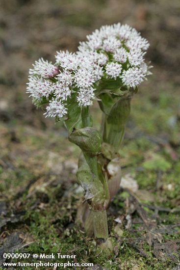 Petasites frigidus