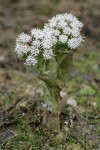 Coltsfoot