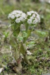 Coltsfoot