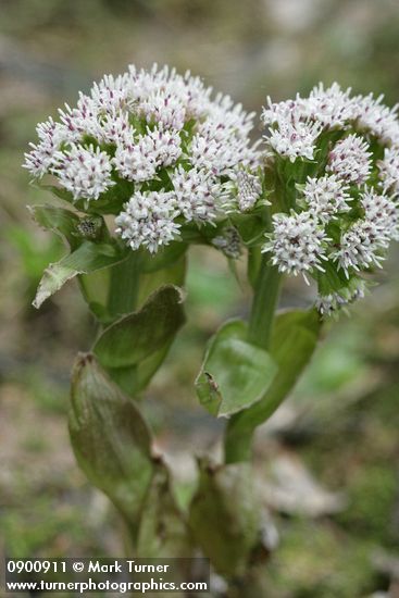 Petasites frigidus