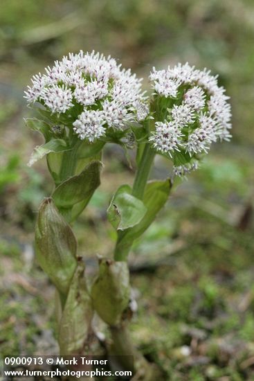 Petasites frigidus